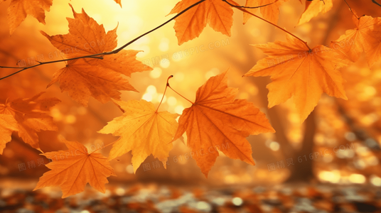 从嘲笑到心动：嘲笑的淑女在线观看，解锁反套路爱情