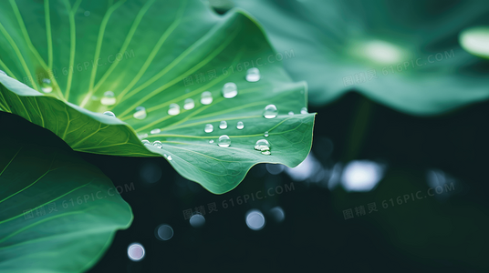 弱水千流寒鸦泣：乱世中的命运纠葛