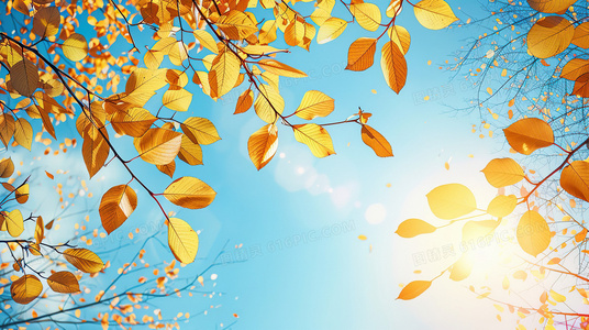 熔岩中的潜伏者：致命毒蜘蛛的狩猎日记