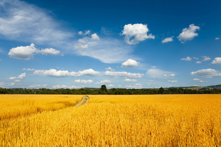 揭秘战火背景下交织的情感与冲突。